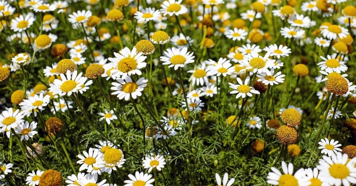 4-what-essential-oils-are-good-for-sleeping-chamomile-5492940